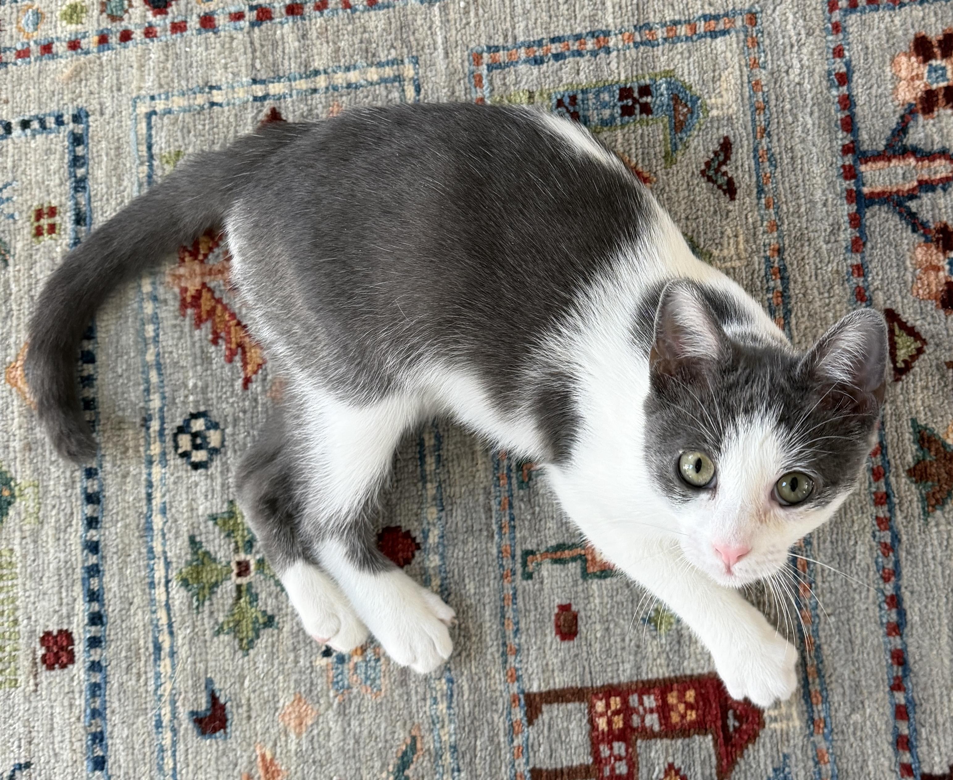 Enlarge Basalt - super companion , an adopted Domestic Short Hair in East Hanover, NJ image 2/3