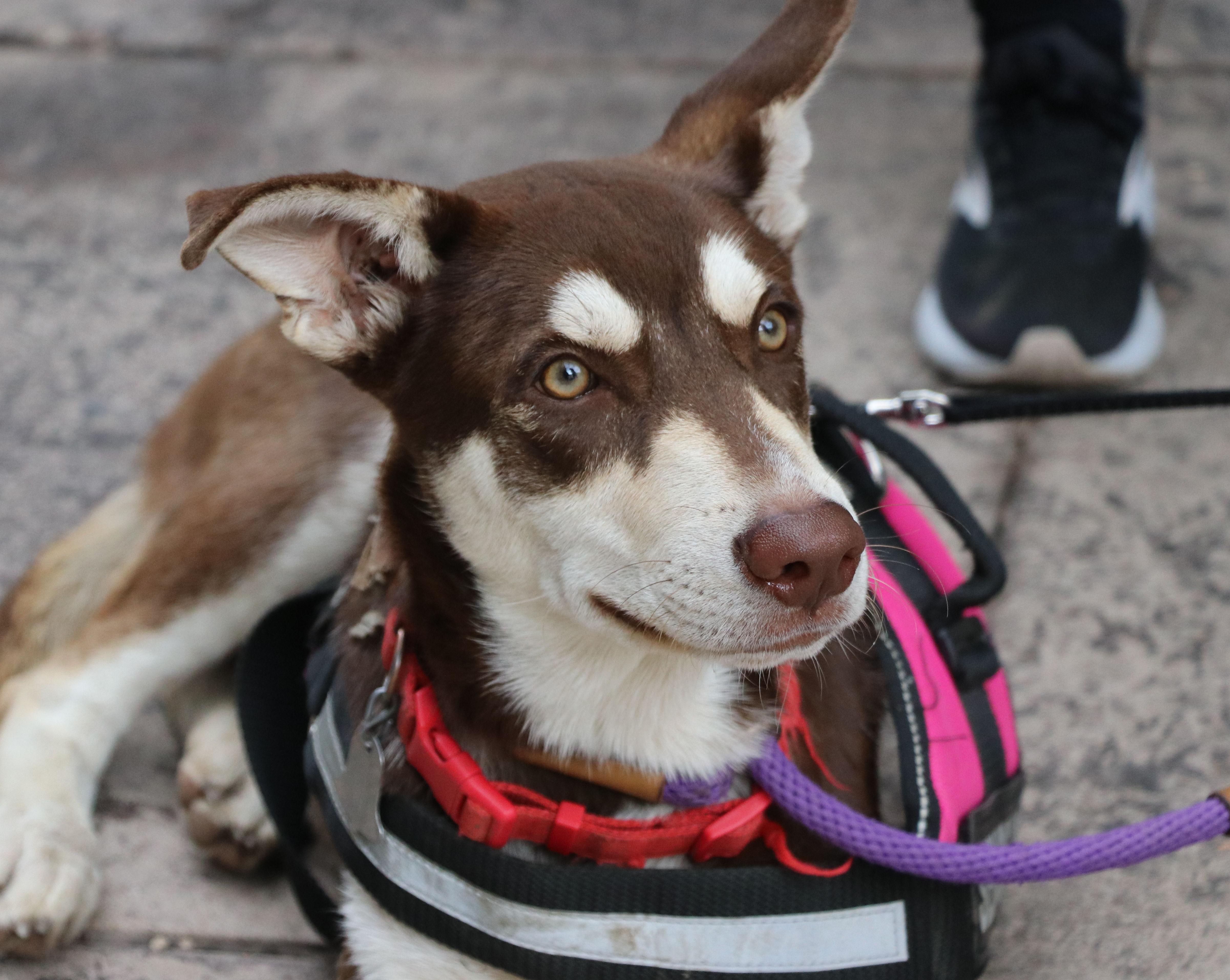 Hugo, an adopted mixed breed in Cape Neddick, ME image 2/6