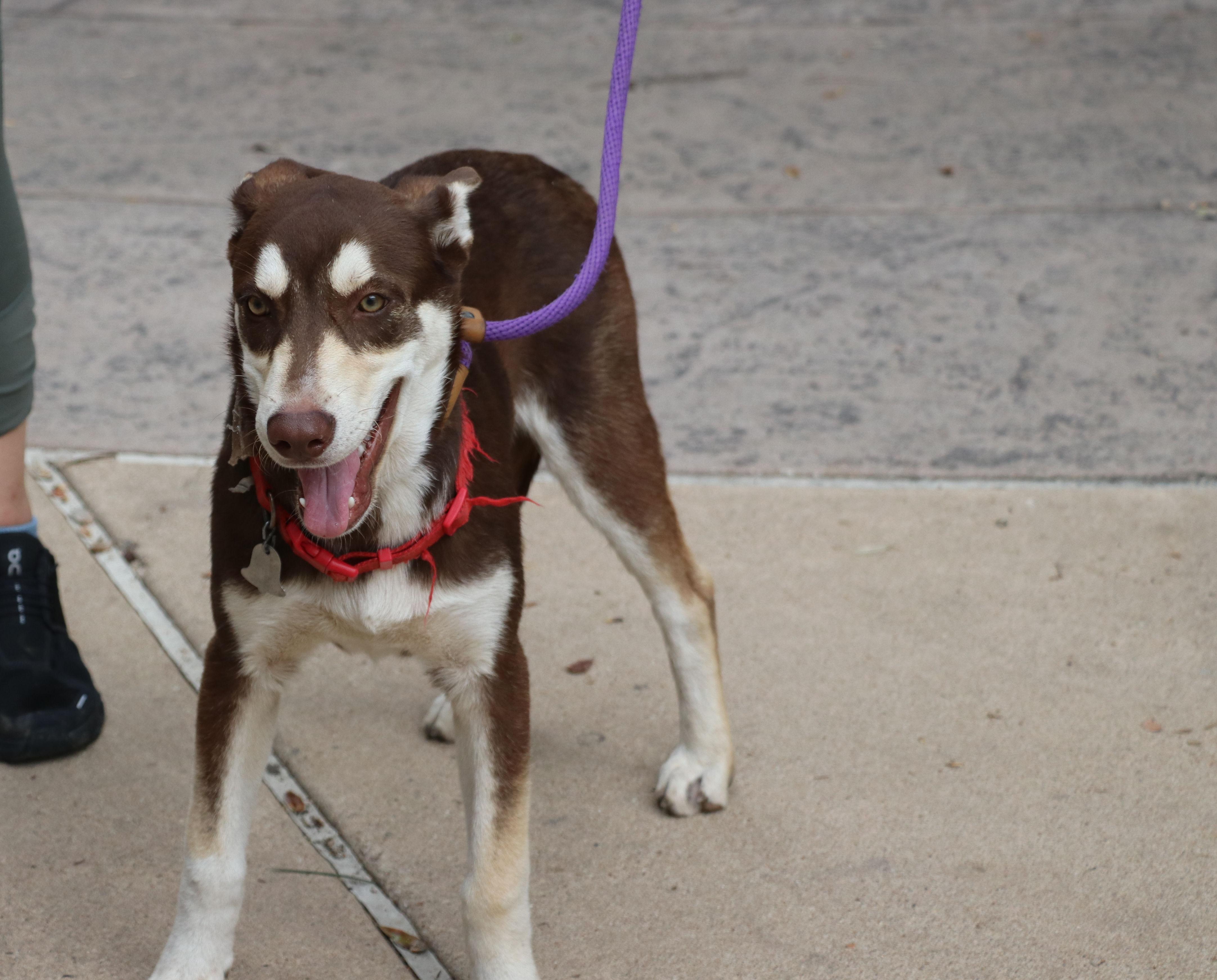 Hugo, an adopted mixed breed in Cape Neddick, ME image 4/6
