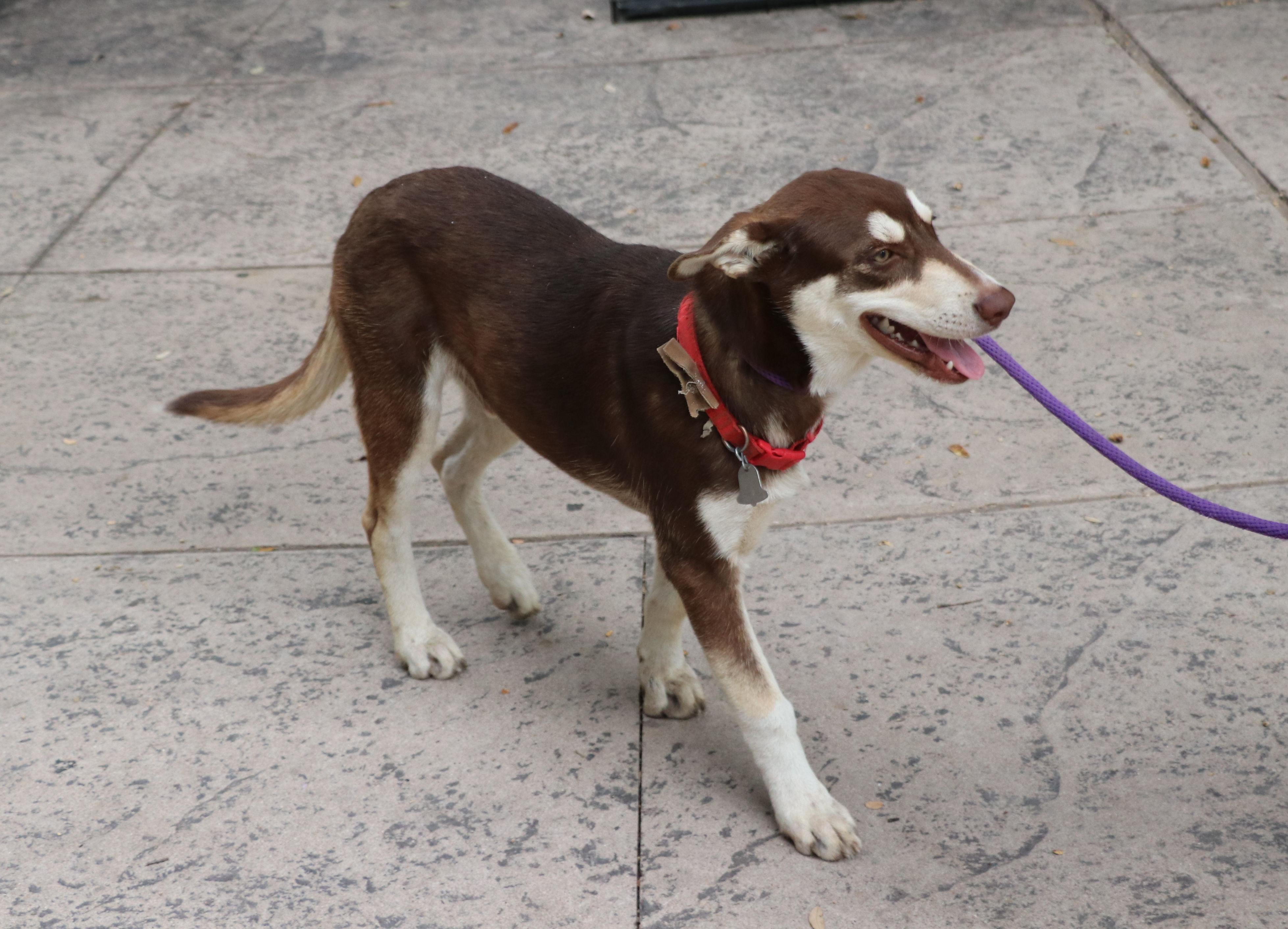 Hugo, an adopted mixed breed in Cape Neddick, ME image 6/6
