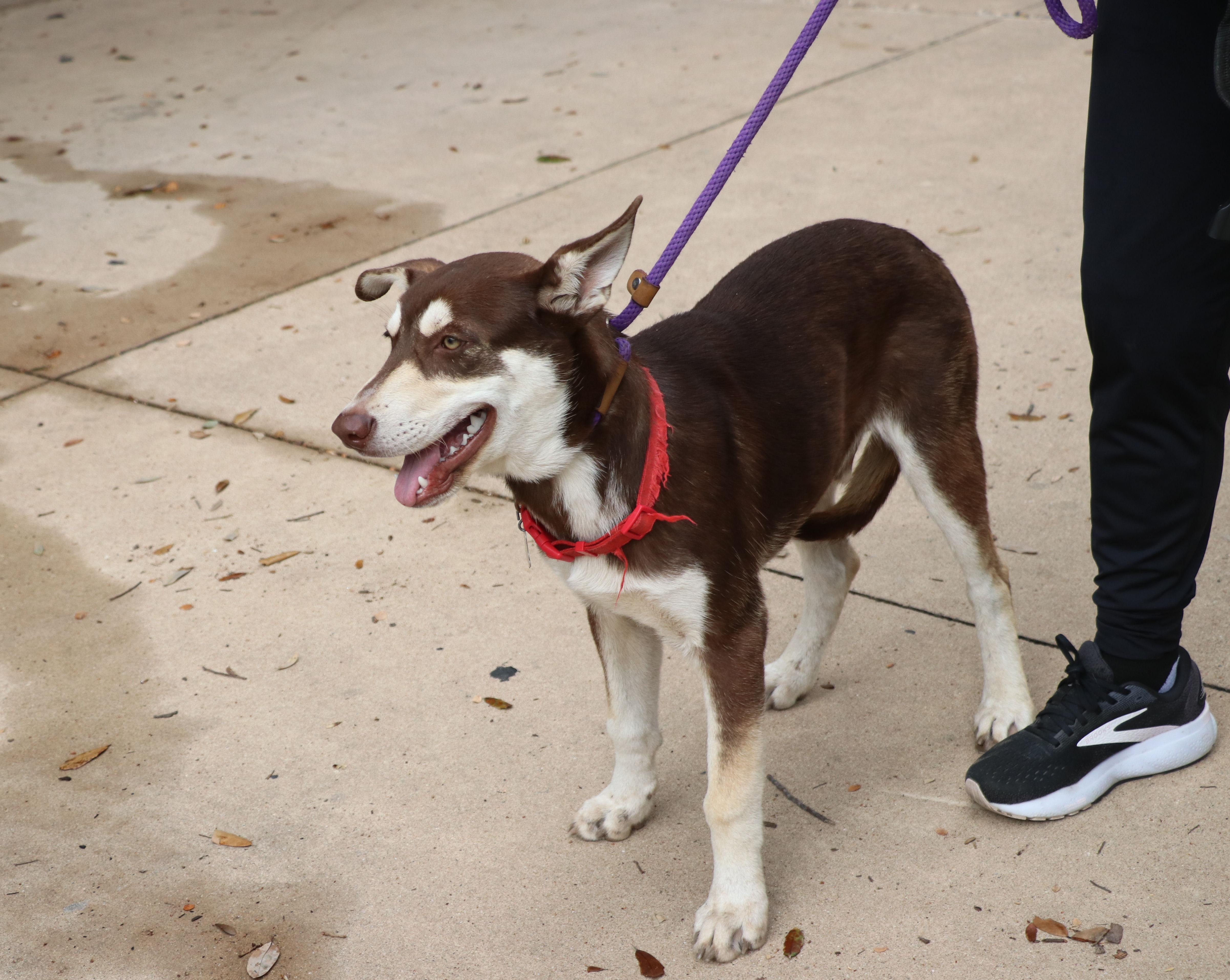 Hugo, an adopted mixed breed in Cape Neddick, ME image 3/6