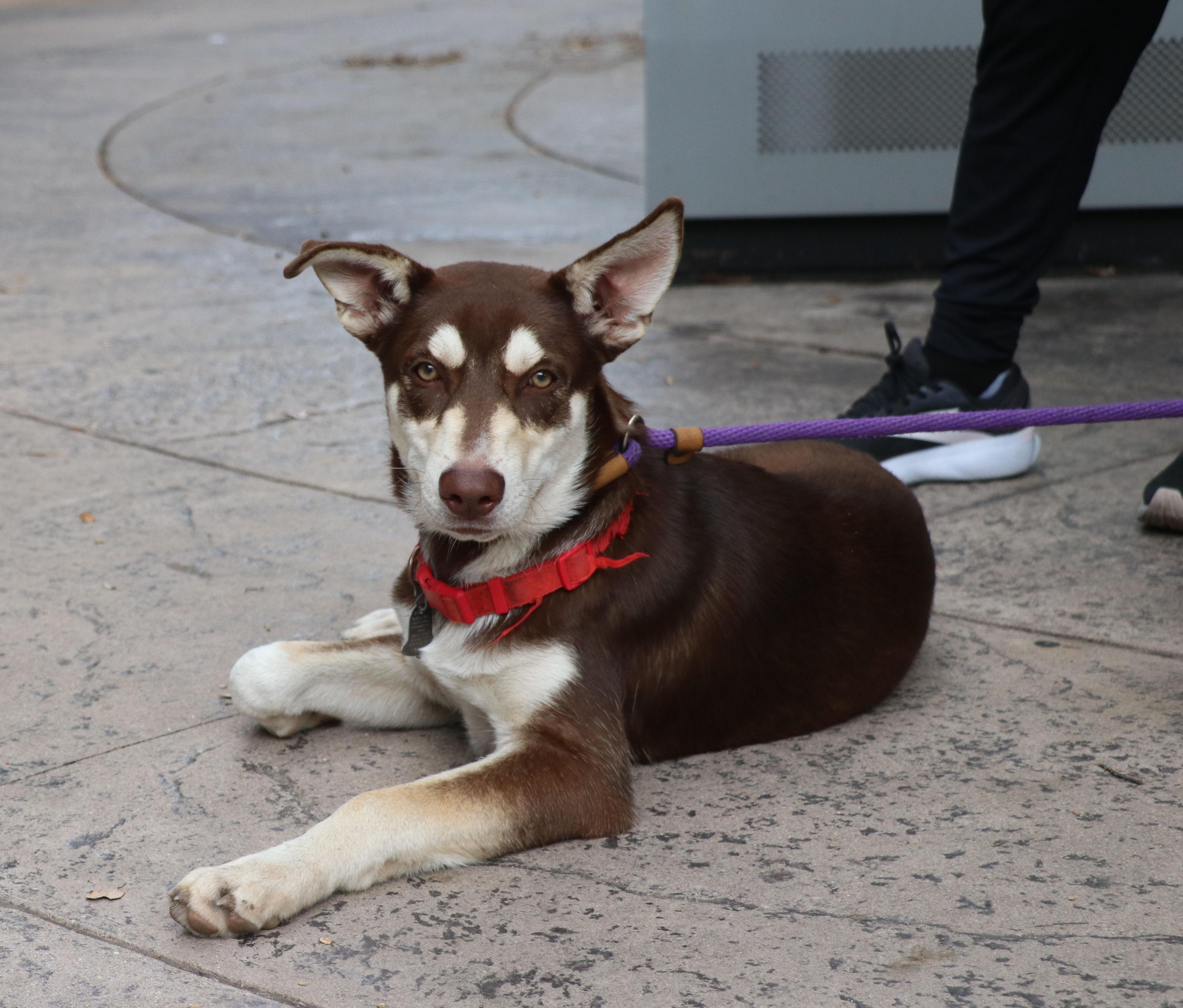 Hugo, an adopted mixed breed in Cape Neddick, ME image 5/6