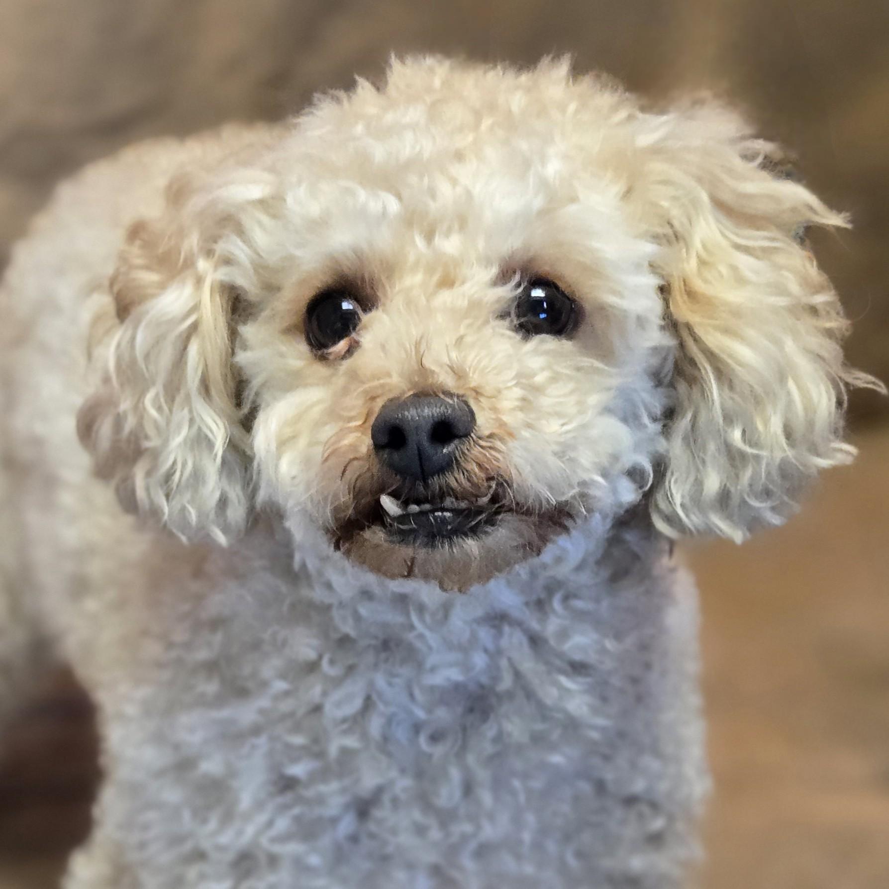 Teddy, adopted, Adult Male Poodle (Toy).