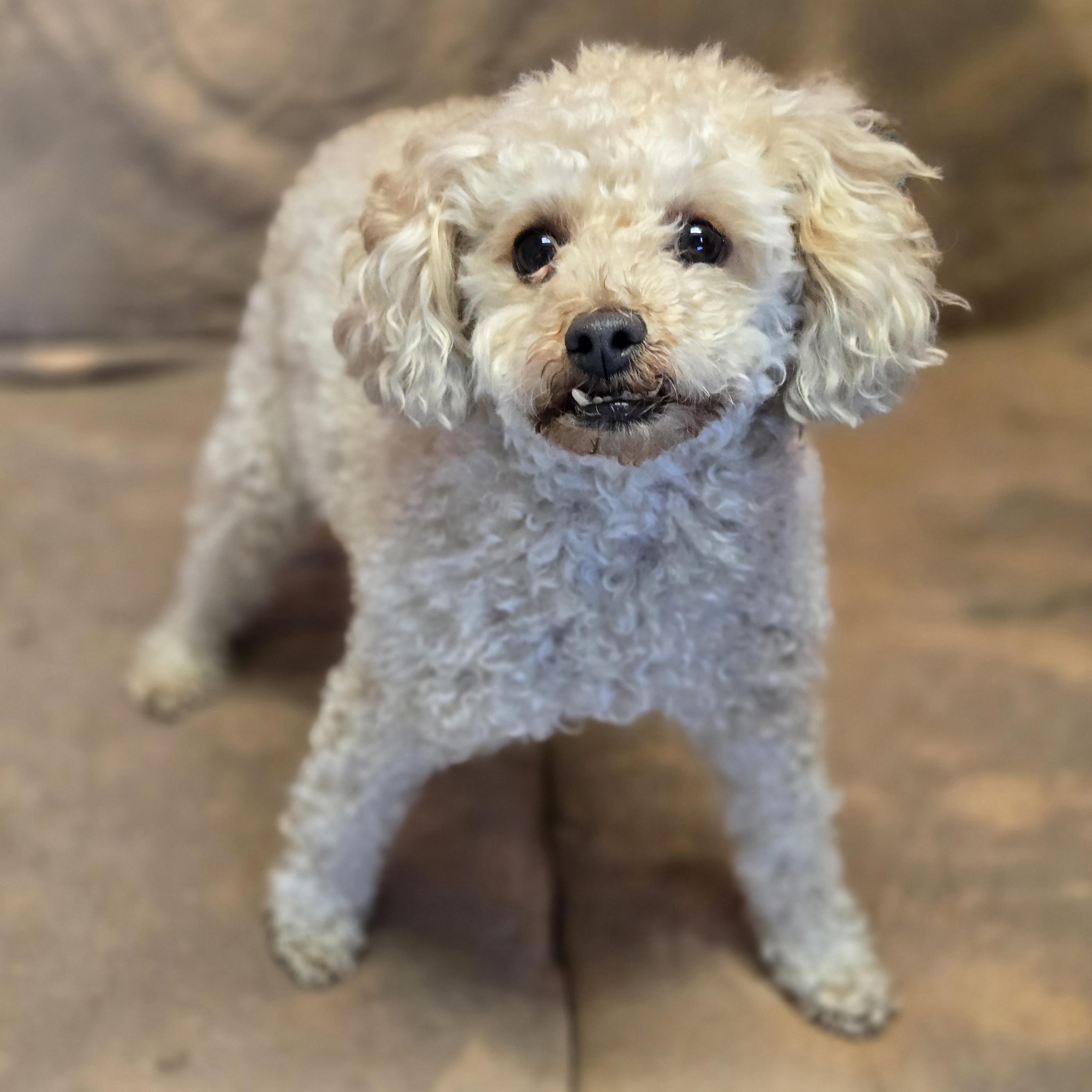 Enlarge Teddy, an adopted Poodle (Toy) in Normal, IL image 3/4