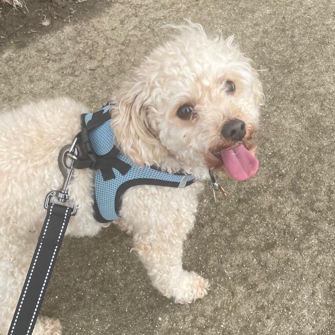Enlarge Teddy, an adopted Poodle (Toy) in Normal, IL image 4/4