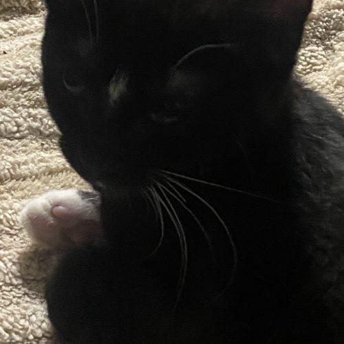 Spark, Adoptable, Young Female Domestic Short Hair.
