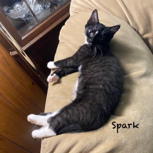 Enlarge Spark, a Adoptable Domestic Short Hair in Seven Valleys, PA image 2/3