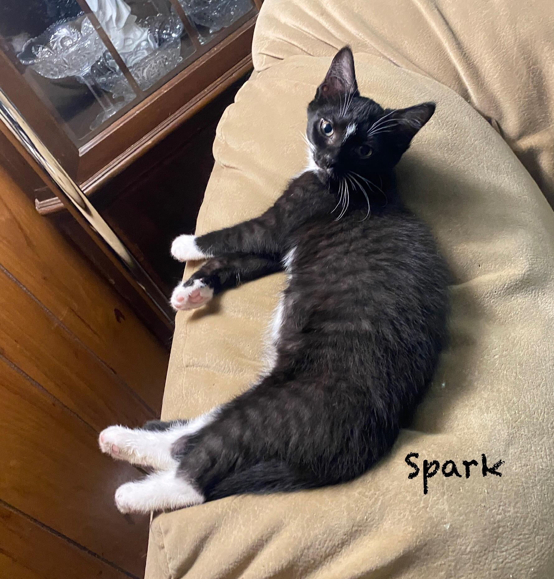 Spark, a Adoptable Domestic Short Hair in Seven Valleys, PA image 2/3