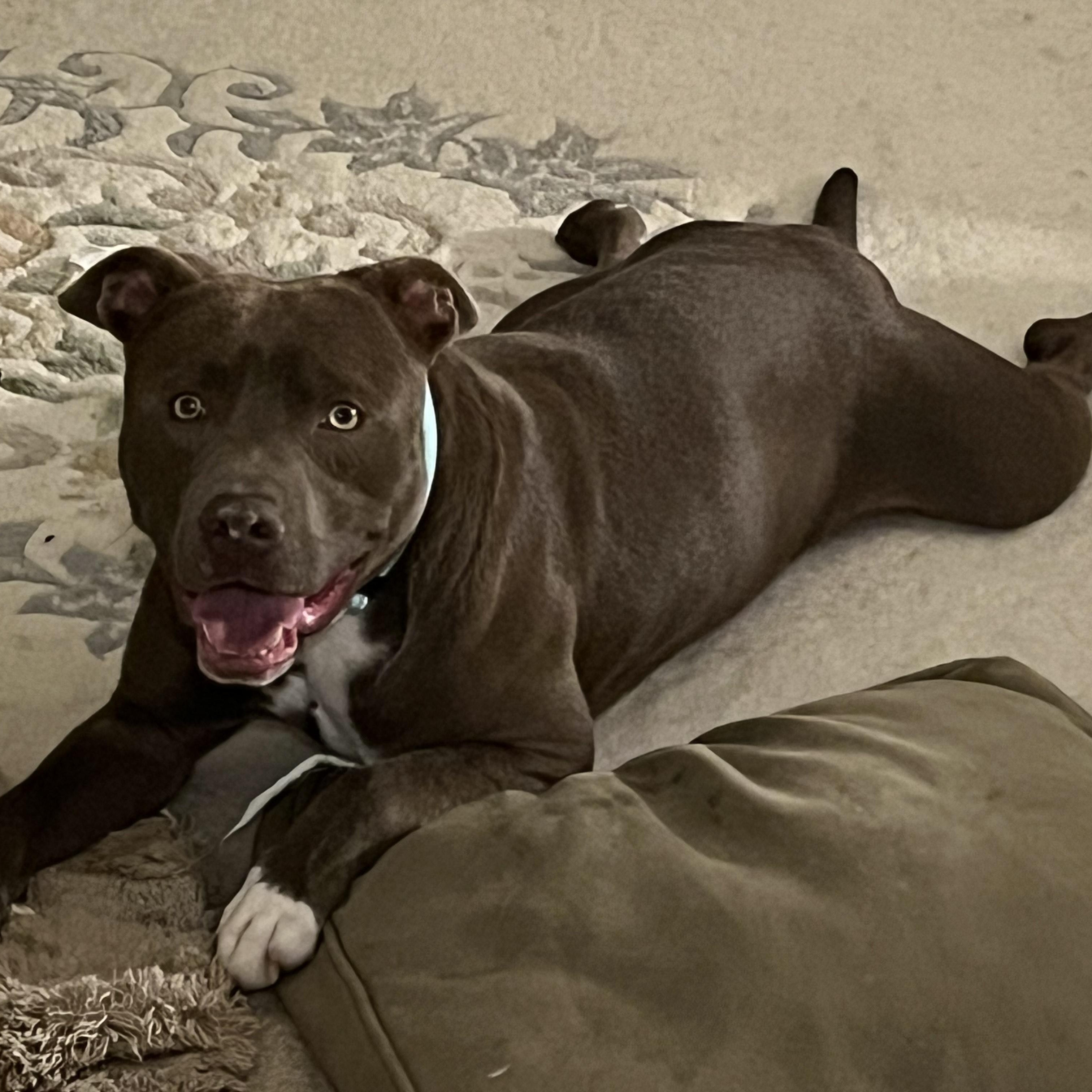 Alan Jackson, ADOPTABLE, Adult Male American Bully.