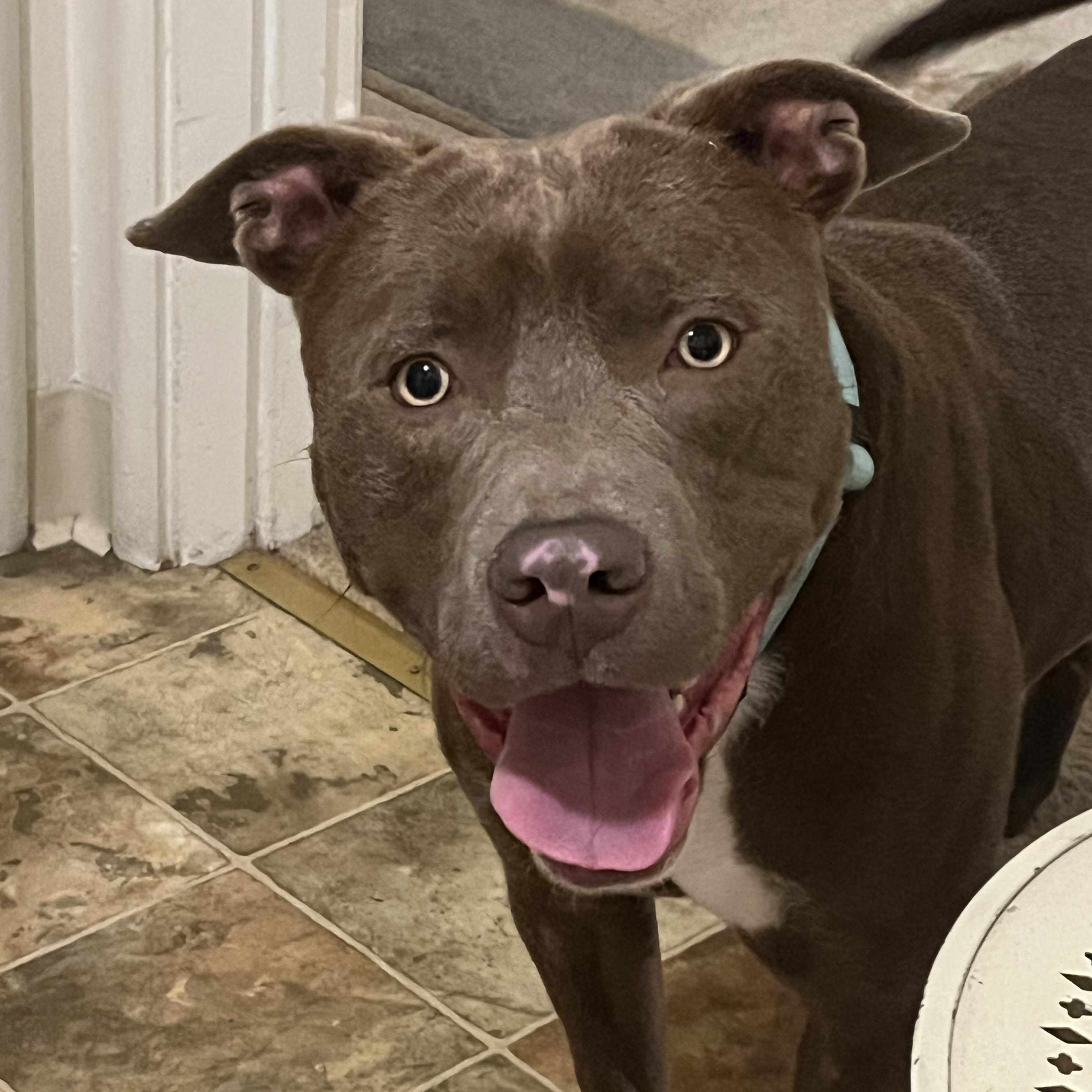 Alan Jackson, a ADOPTABLE mixed breed in Fremont, CA image 2/3