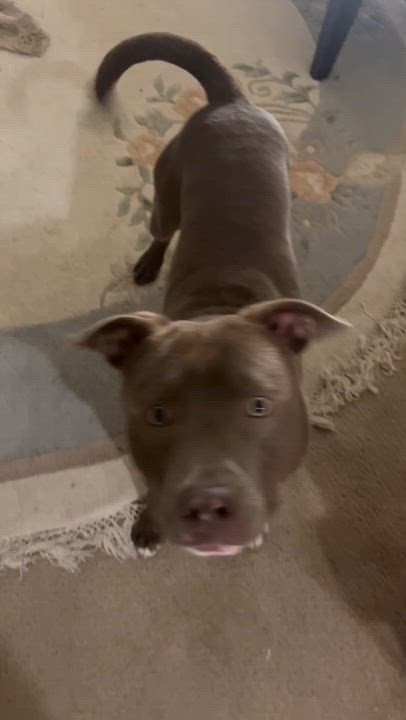 Enlarge Alan Jackson, a ADOPTABLE mixed breed in Fremont, CA video 3/3