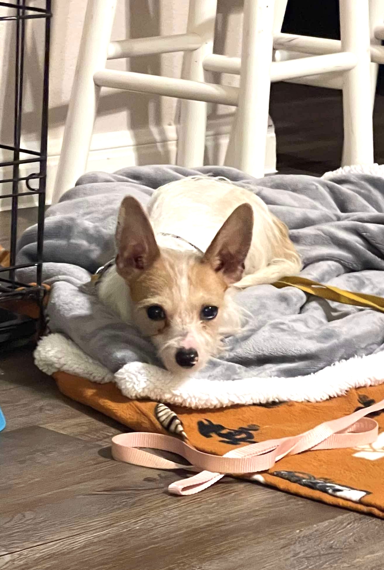 Petey wants to meet you!, Adoptable, Adult Male Chihuahua & Cairn Terrier.