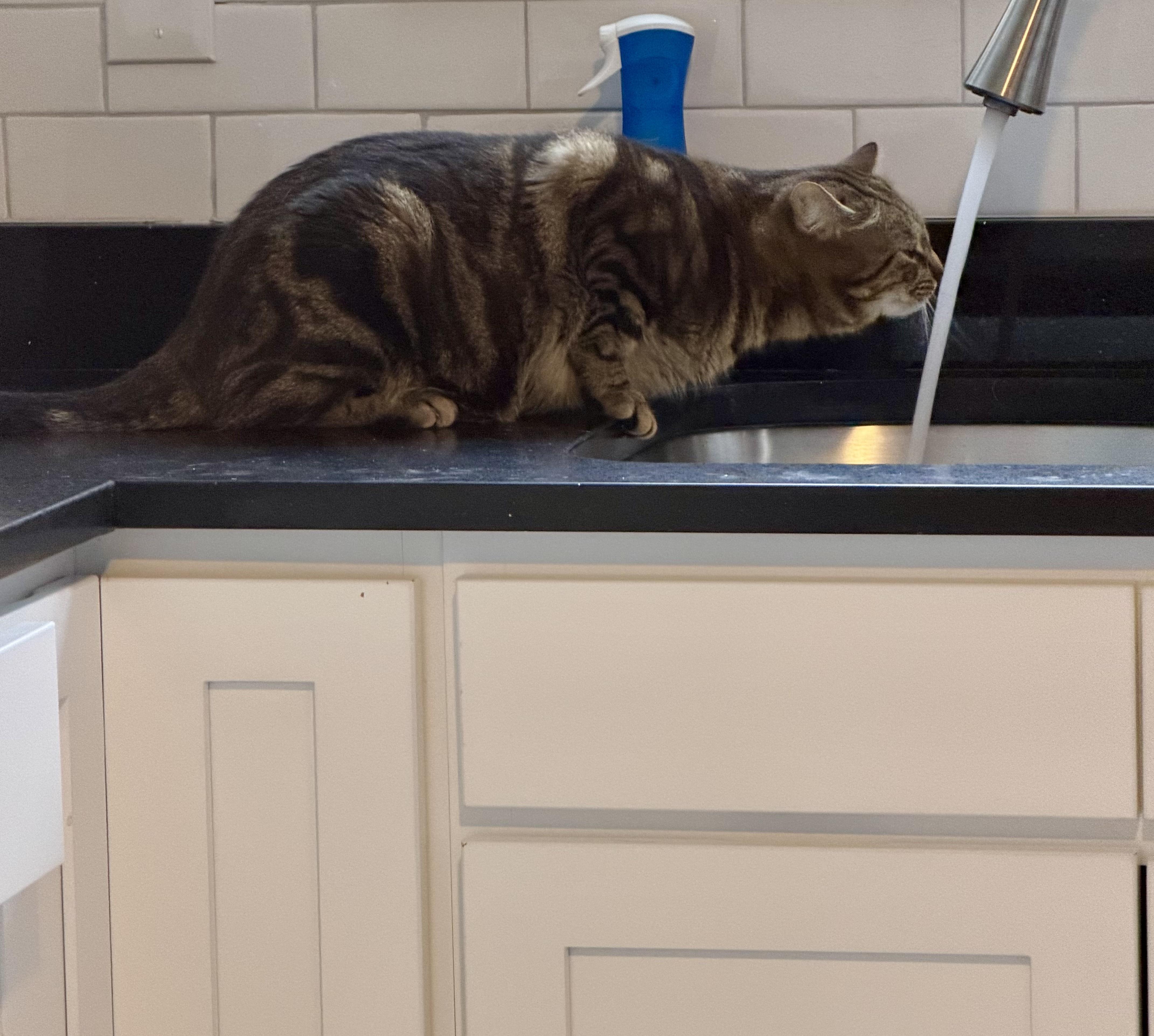 Meatball , a ADOPTABLE Tabby in Bethel, CT image 6/6