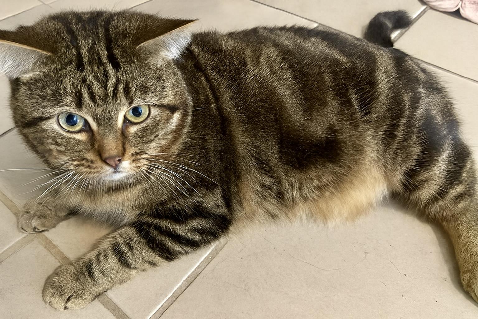 Meatball , a ADOPTABLE Tabby in Bethel, CT image 4/6