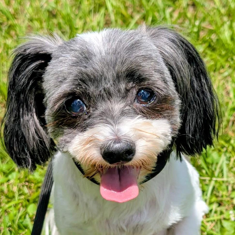 Enlarge Gabby Nechelle, a Adoptable mixed breed in Houston, TX image 1/6