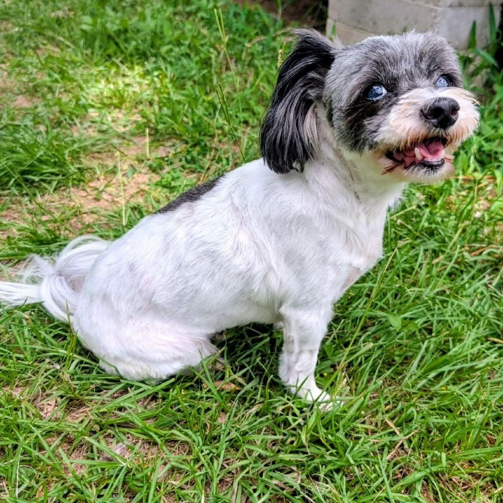 Enlarge Gabby Nechelle, a Adoptable mixed breed in Houston, TX image 2/6