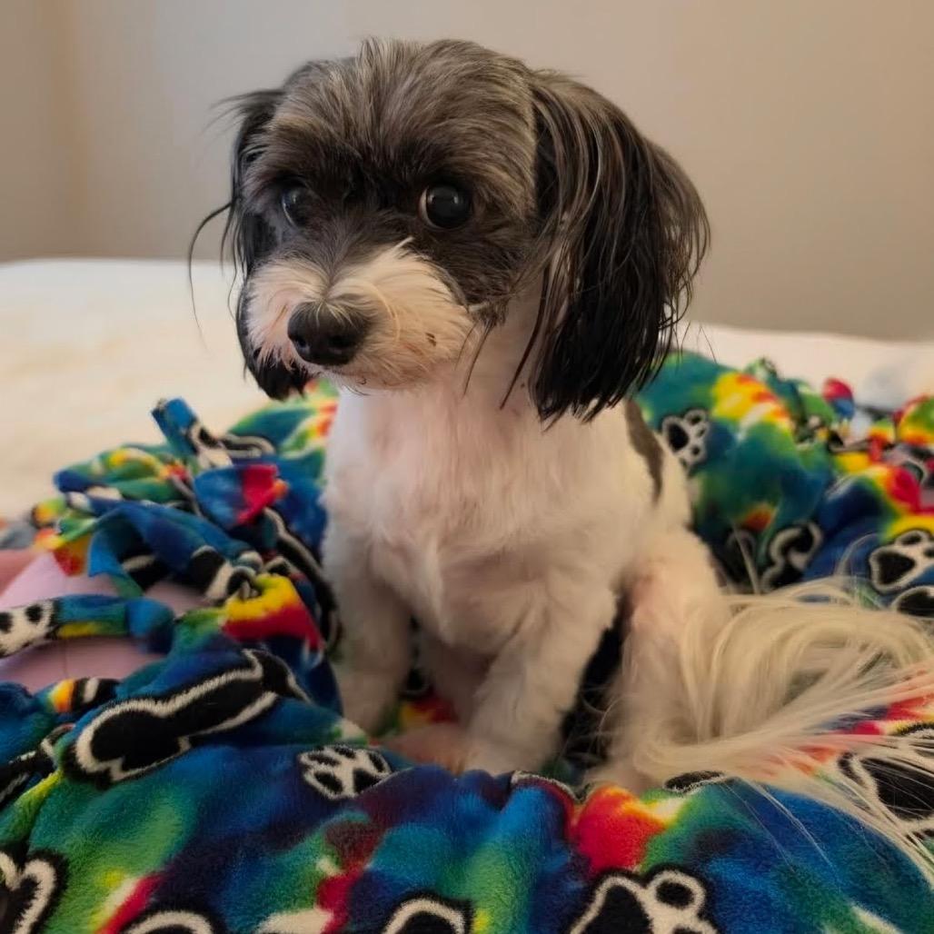 Enlarge Gabby Nechelle, a Adoptable mixed breed in Houston, TX image 3/6
