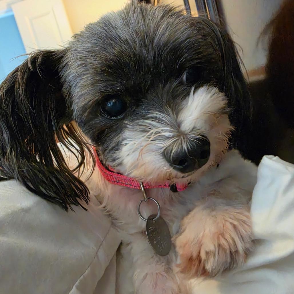 Enlarge Gabby Nechelle, a Adoptable mixed breed in Houston, TX image 4/6