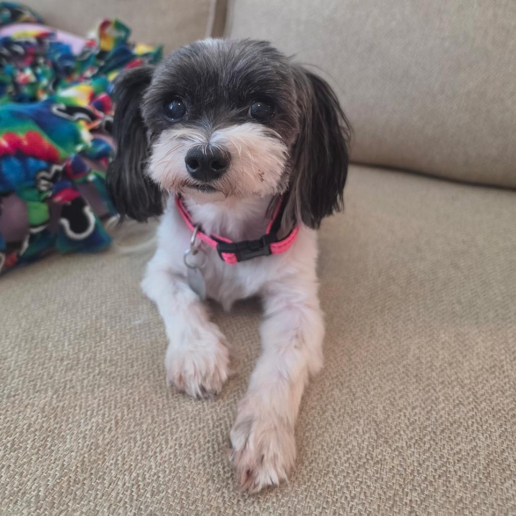 Enlarge Gabby Nechelle, a Adoptable mixed breed in Houston, TX image 5/6