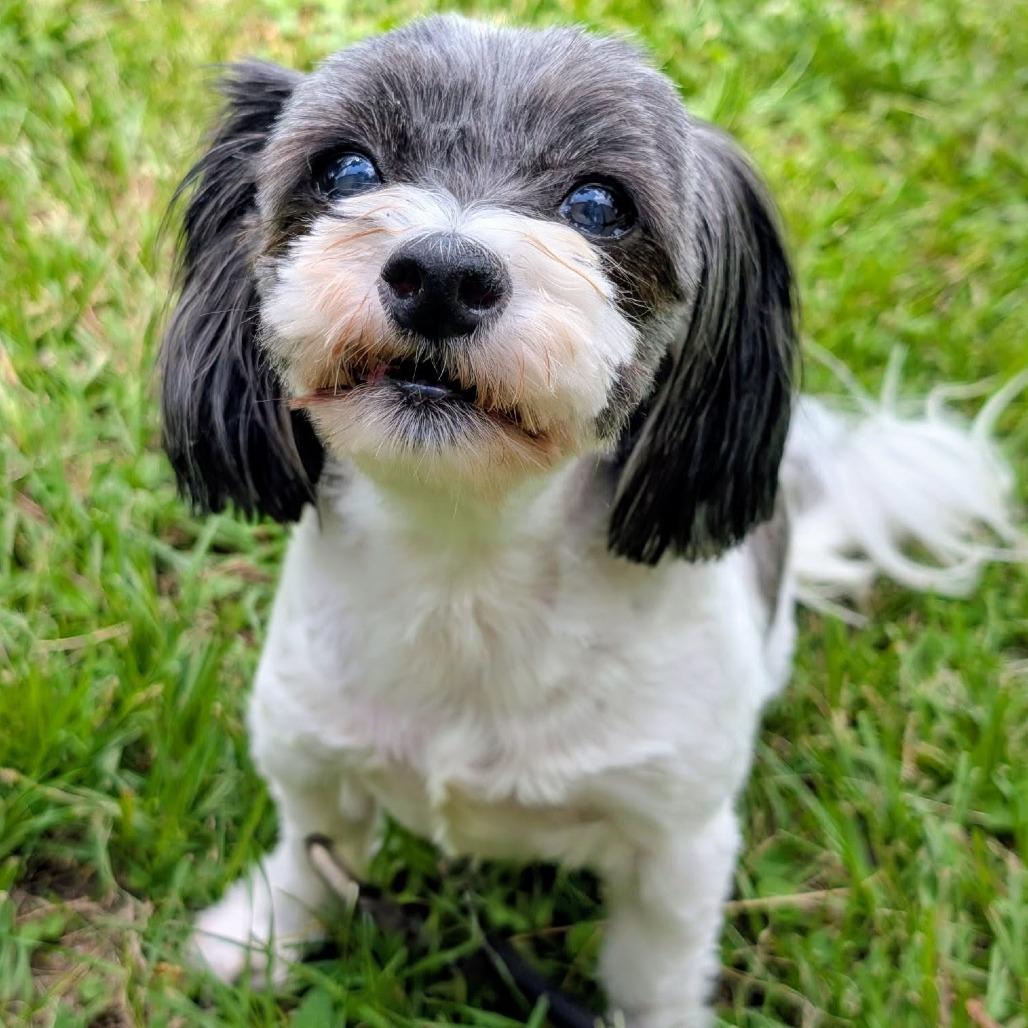 Enlarge Gabby Nechelle, a Adoptable mixed breed in Houston, TX image 6/6