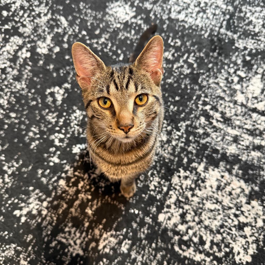 Vinnie — thumbnail 2