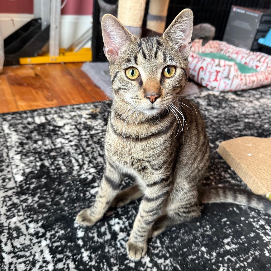 Vinnie — thumbnail 3