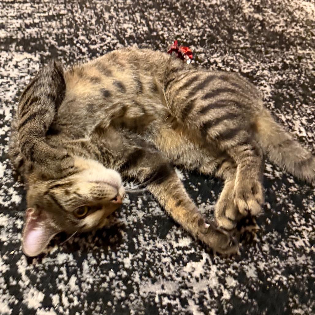 Vinnie — thumbnail 4