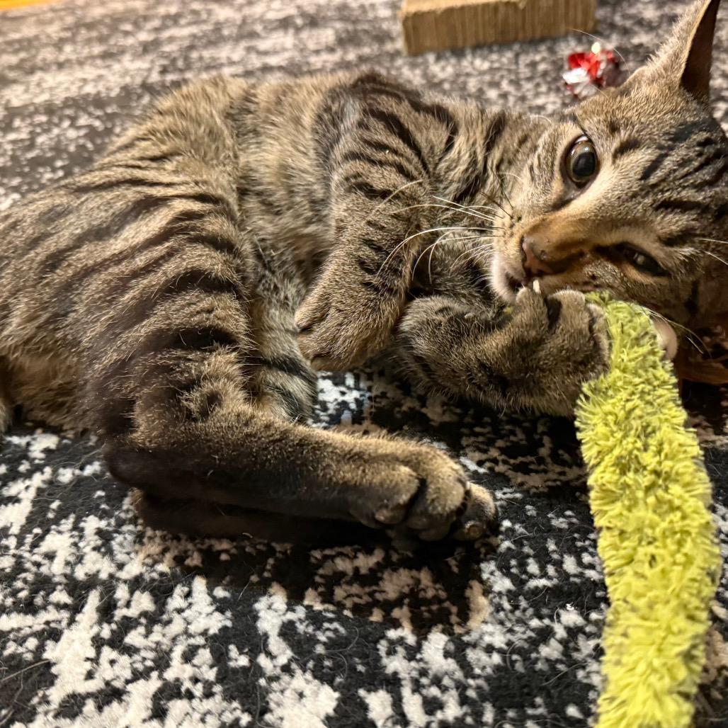 Vinnie — thumbnail 5