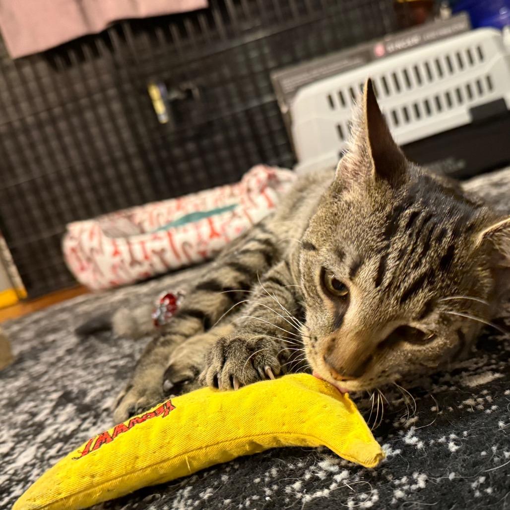 Vinnie — thumbnail 6