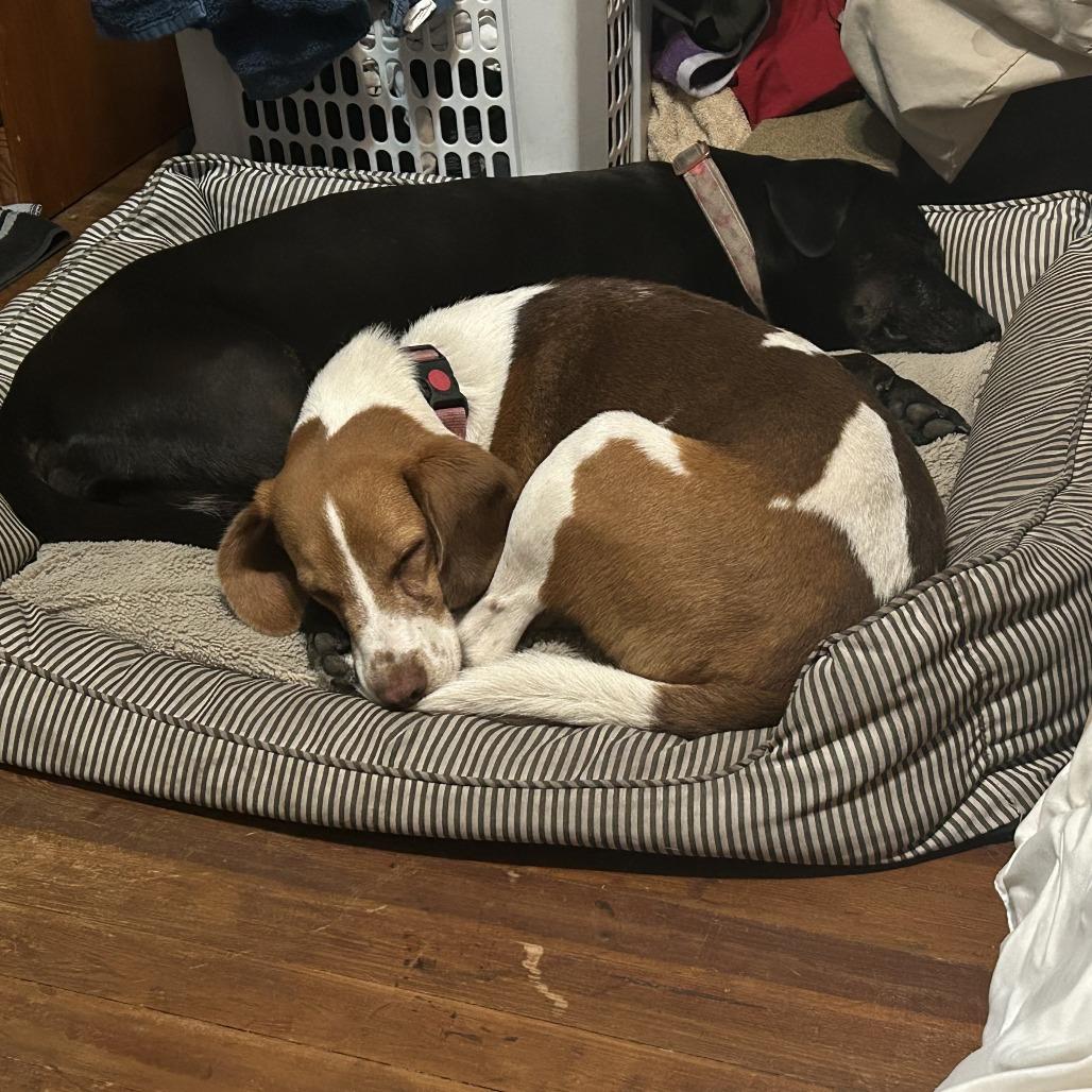 Arnold @ Foster, Adoptable, Adult Male Mixed Breed.