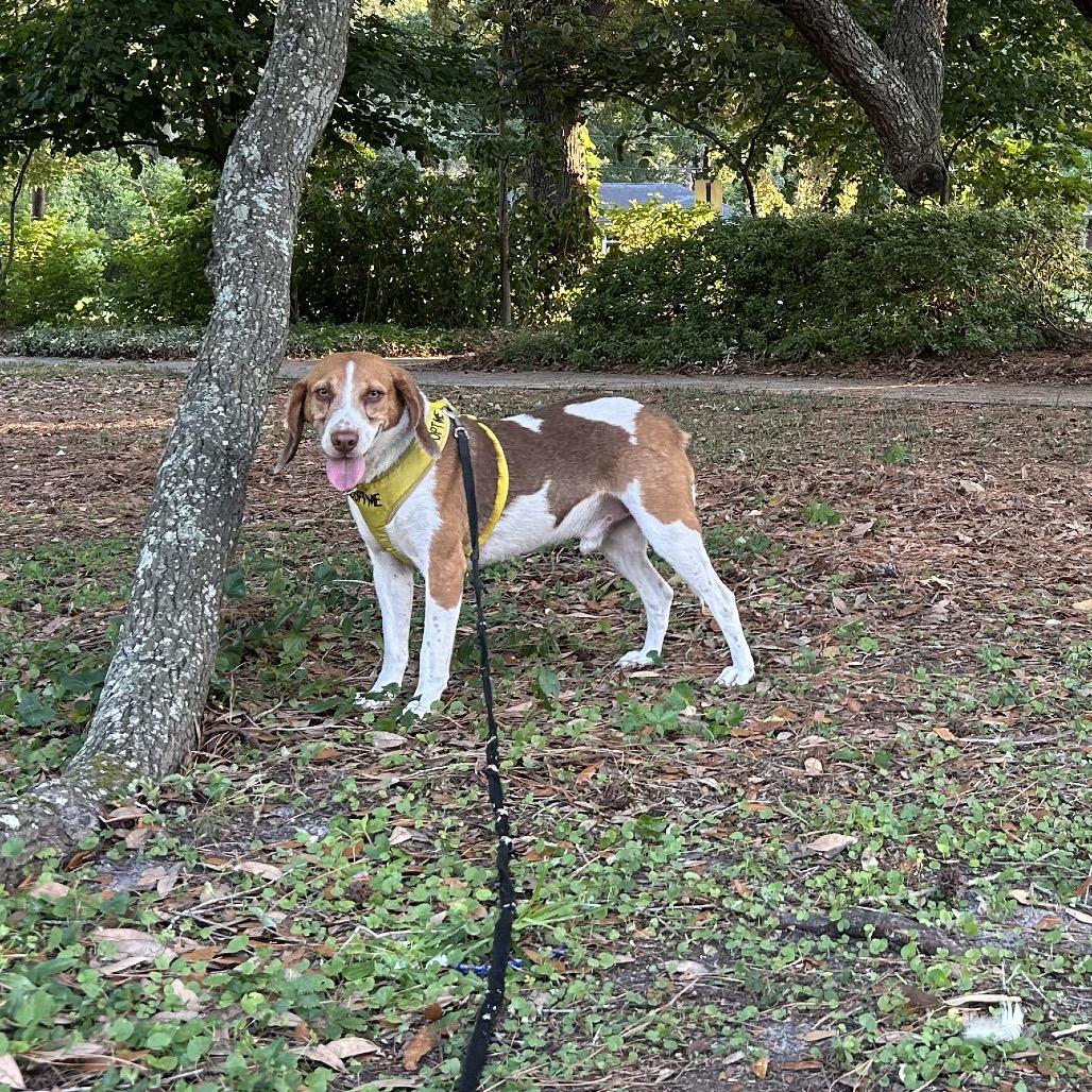Arnold @ Foster, a Adoptable Mixed Breed in Summerville, SC image 2/6