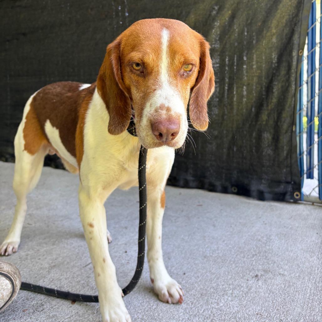 Enlarge Arnold @ Foster, a Adoptable Mixed Breed in Summerville, SC image 1/2