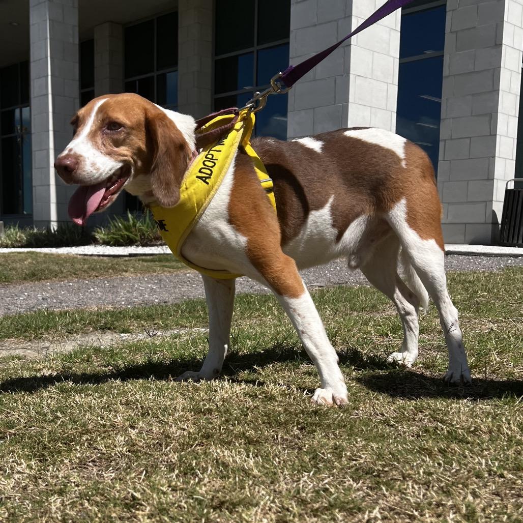 Arnold @ Foster, a Adoptable Mixed Breed in Summerville, SC image 4/4