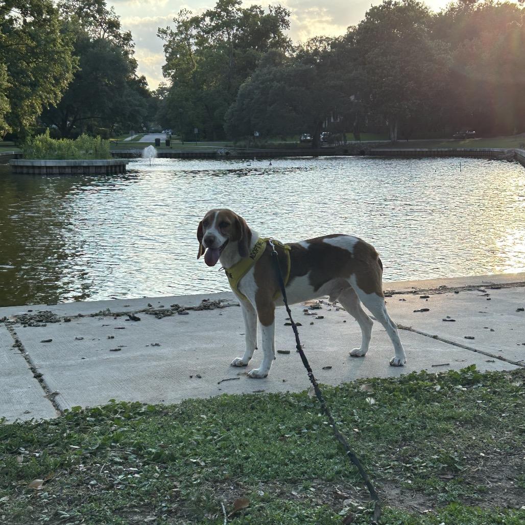 Arnold @ Foster, a Adoptable Mixed Breed in Summerville, SC image 6/6