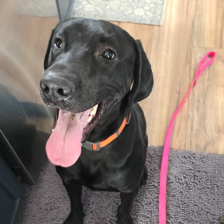 Trigger, Adoptable, Adult Male Black Labrador Retriever & Golden Retriever.