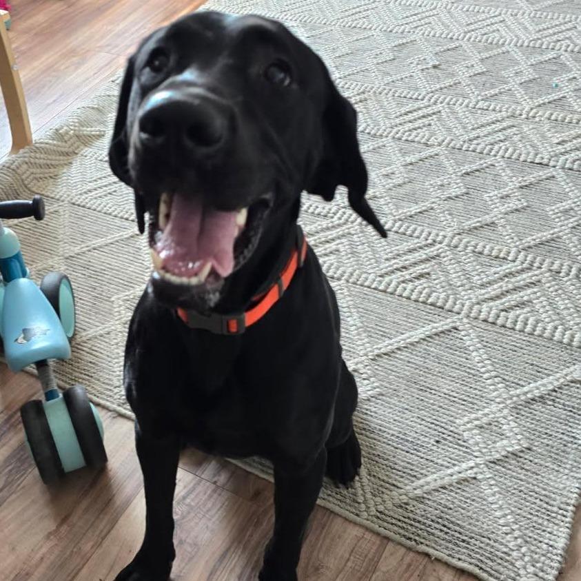 Enlarge Trigger, a Adoptable mixed breed in Idaho Falls, ID image 2/3