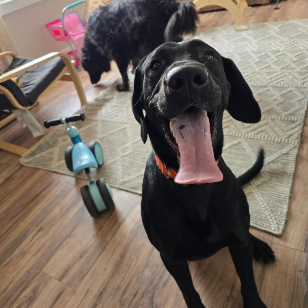 Enlarge Trigger, a Adoptable mixed breed in Idaho Falls, ID image 3/3