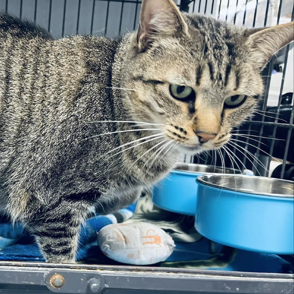 Kiki, Adoptable, Adult Female Domestic Short Hair.