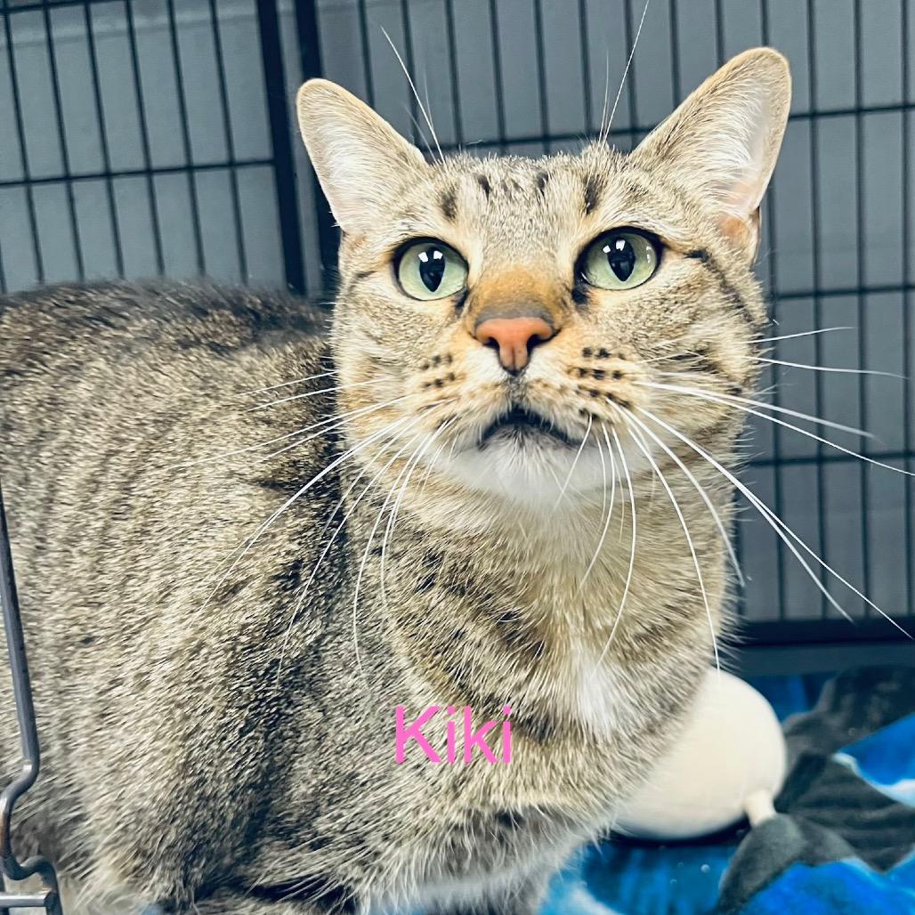 Enlarge Kiki, a Adoptable Domestic Short Hair in Duncan, OK image 2/2