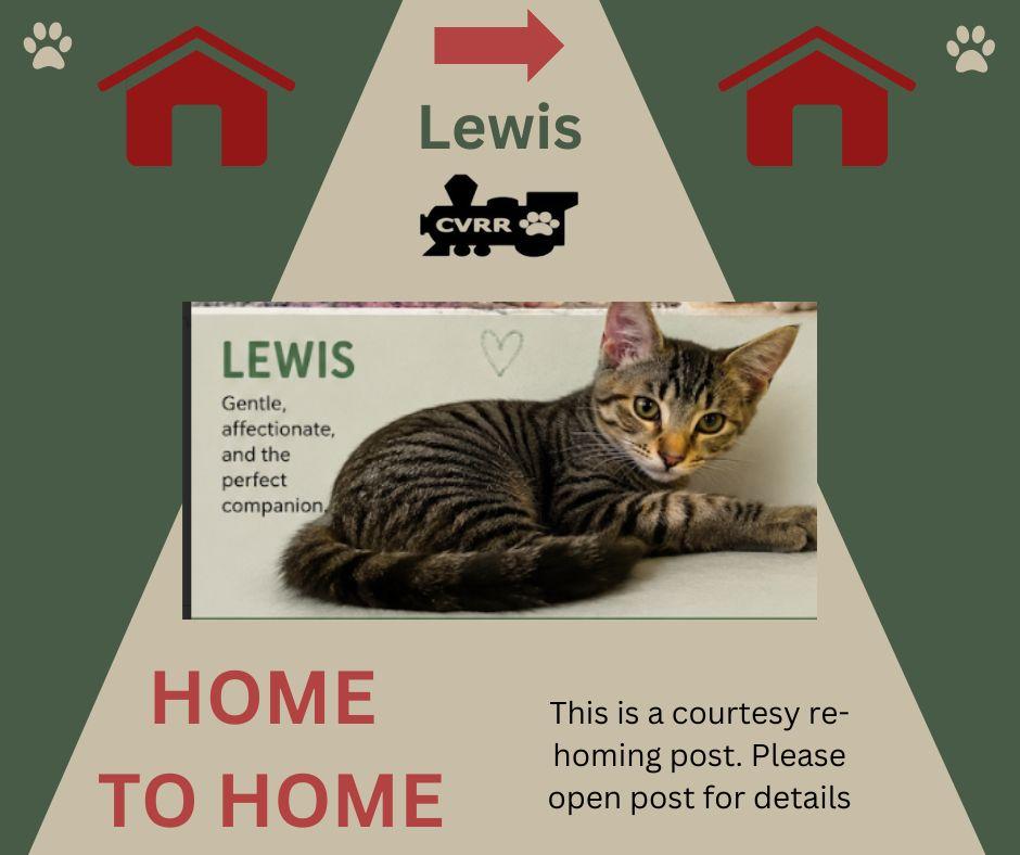 Lewis *Home 2 Home*, Adoptable, Adult Male Domestic Short Hair.
