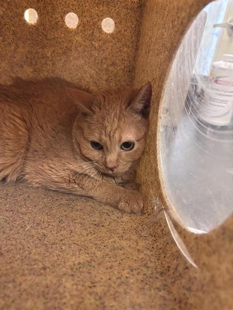 Enlarge DUCHESS WHISKERTON, a Adoptable Domestic Short Hair in West Valley City, UT image 1/1