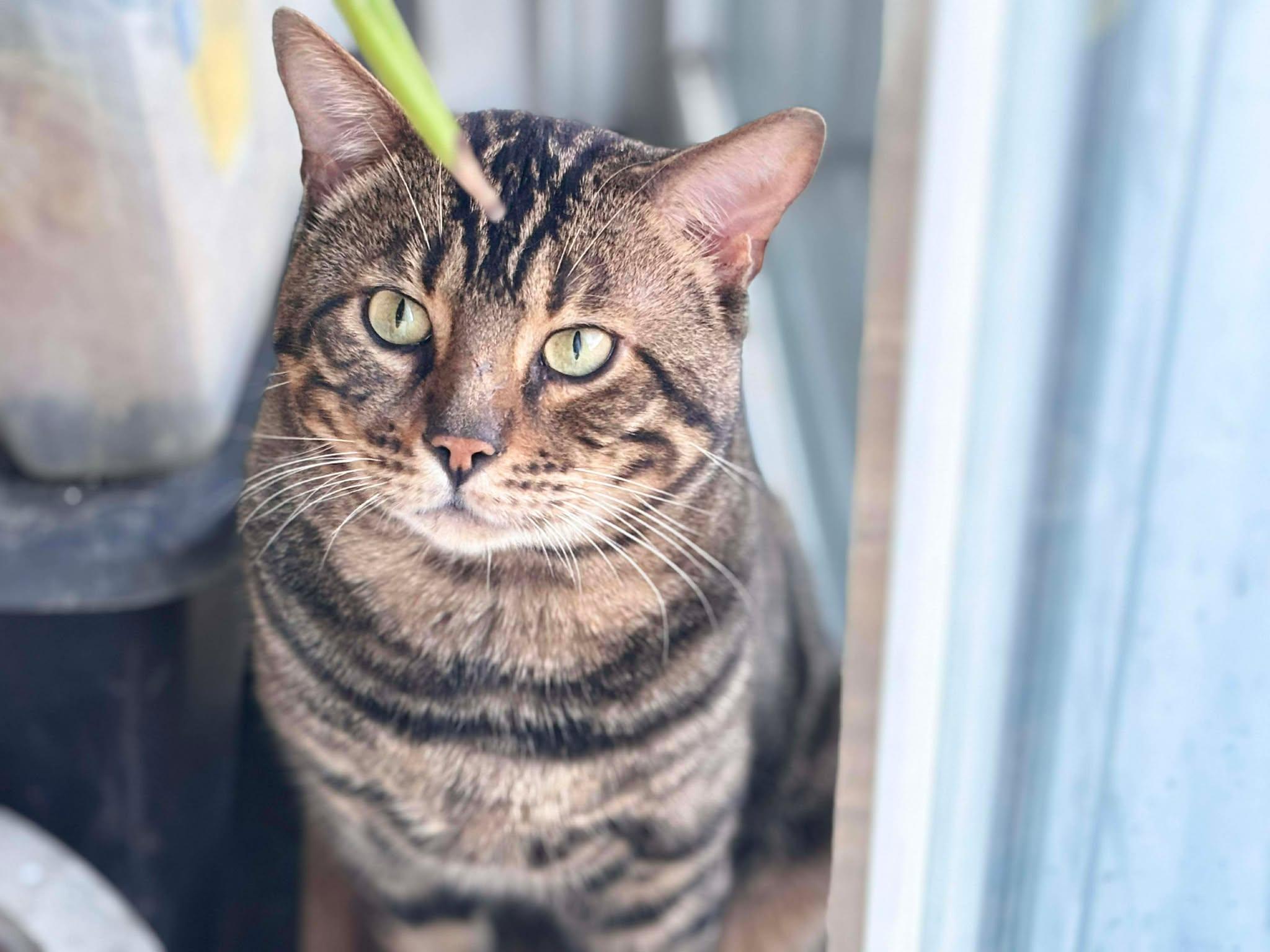 Jasper, ADOPTABLE, Adult Male Bengal & Domestic Short Hair.