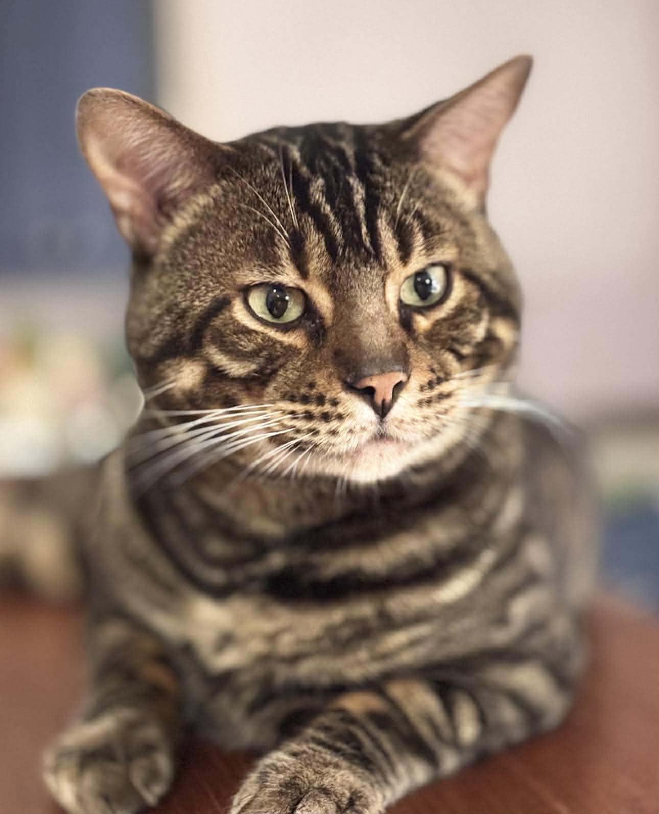 Enlarge Jasper, a ADOPTABLE mixed breed in Montreal, QC image 2/3