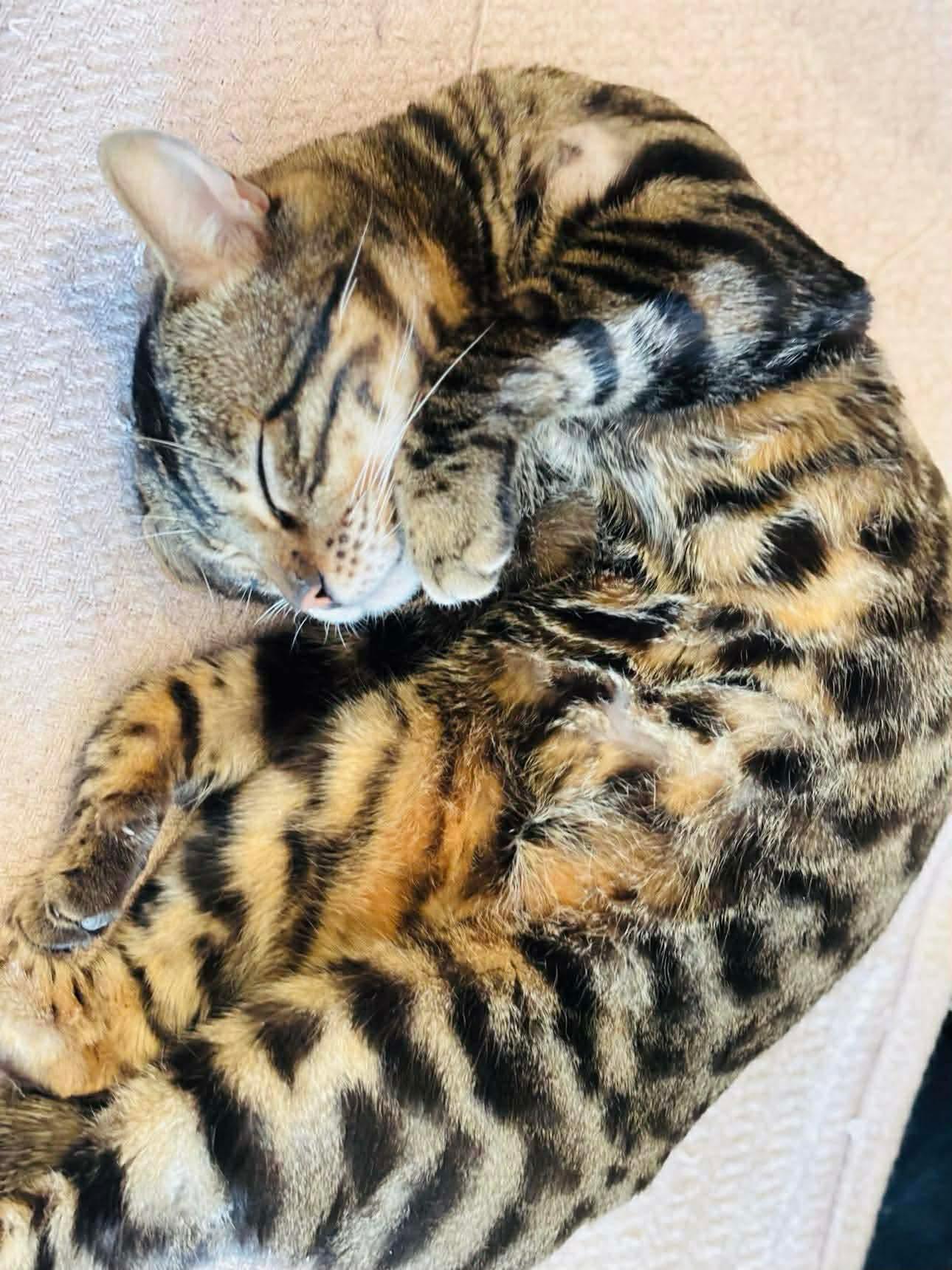 Jasper, adopted, Adult Male Bengal & Domestic Short Hair.