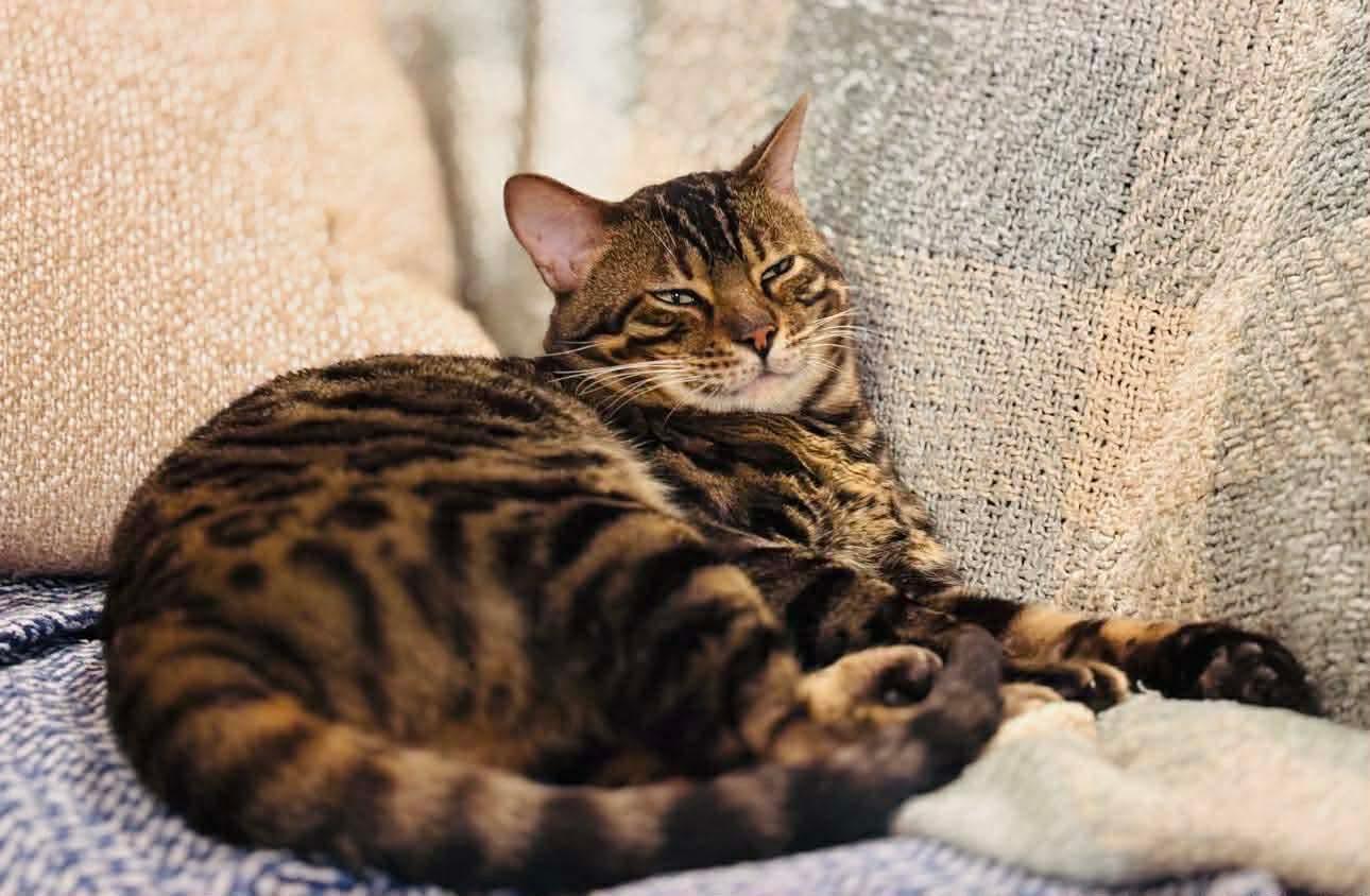 Enlarge Jasper, an adopted mixed breed in Montreal, QC image 4/4