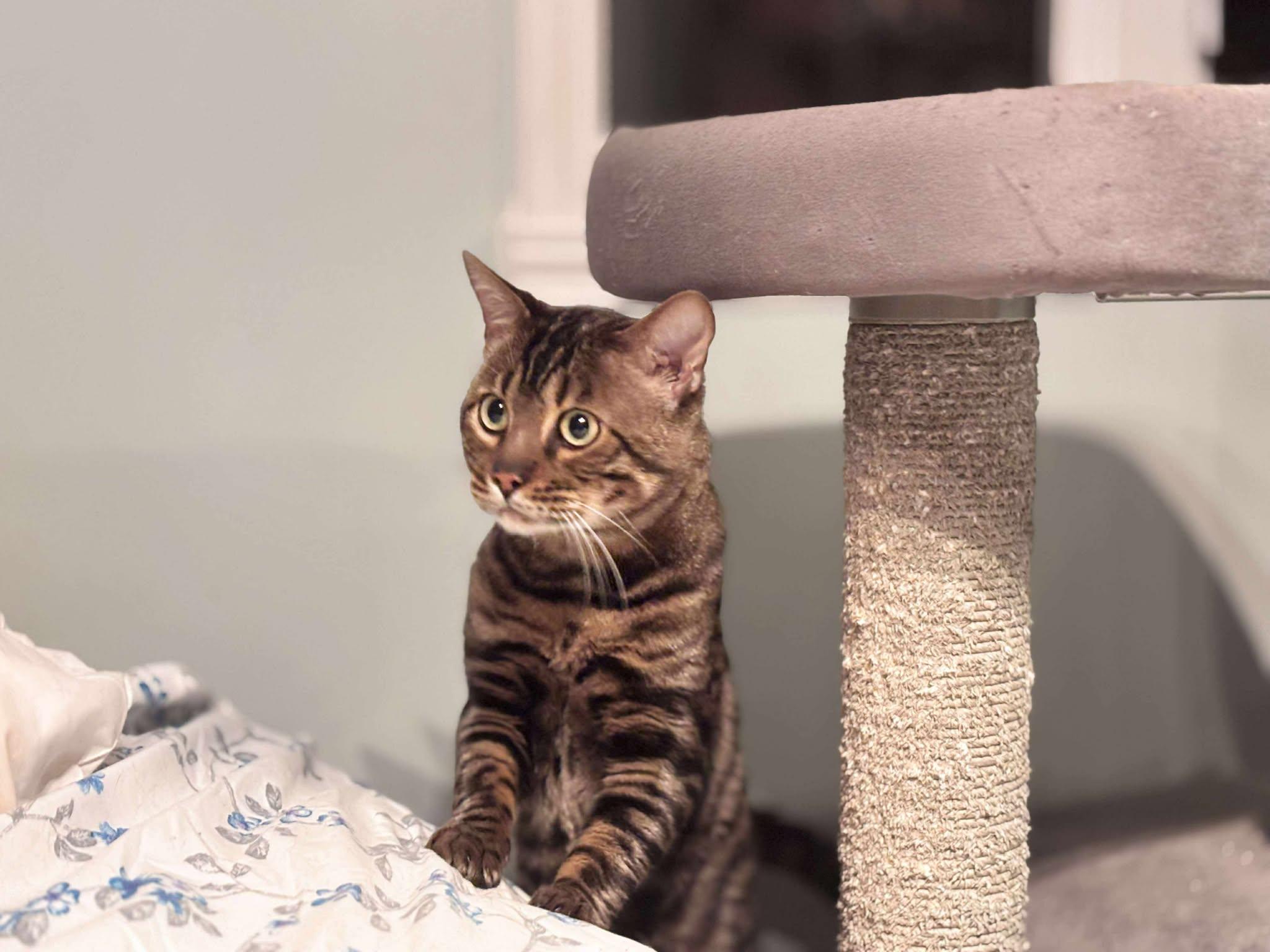 Enlarge Jasper, a ADOPTABLE mixed breed in Montreal, QC image 3/3