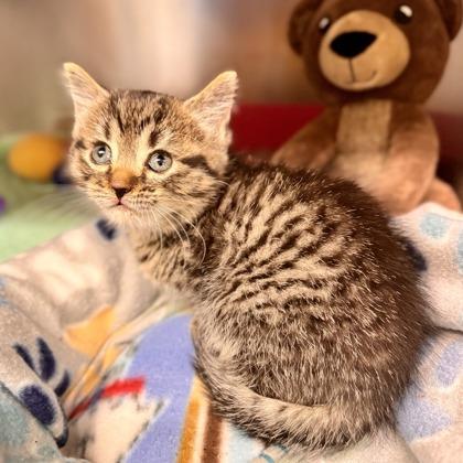 Polly Pocket, adopted, Kitten Female Domestic Short Hair.
