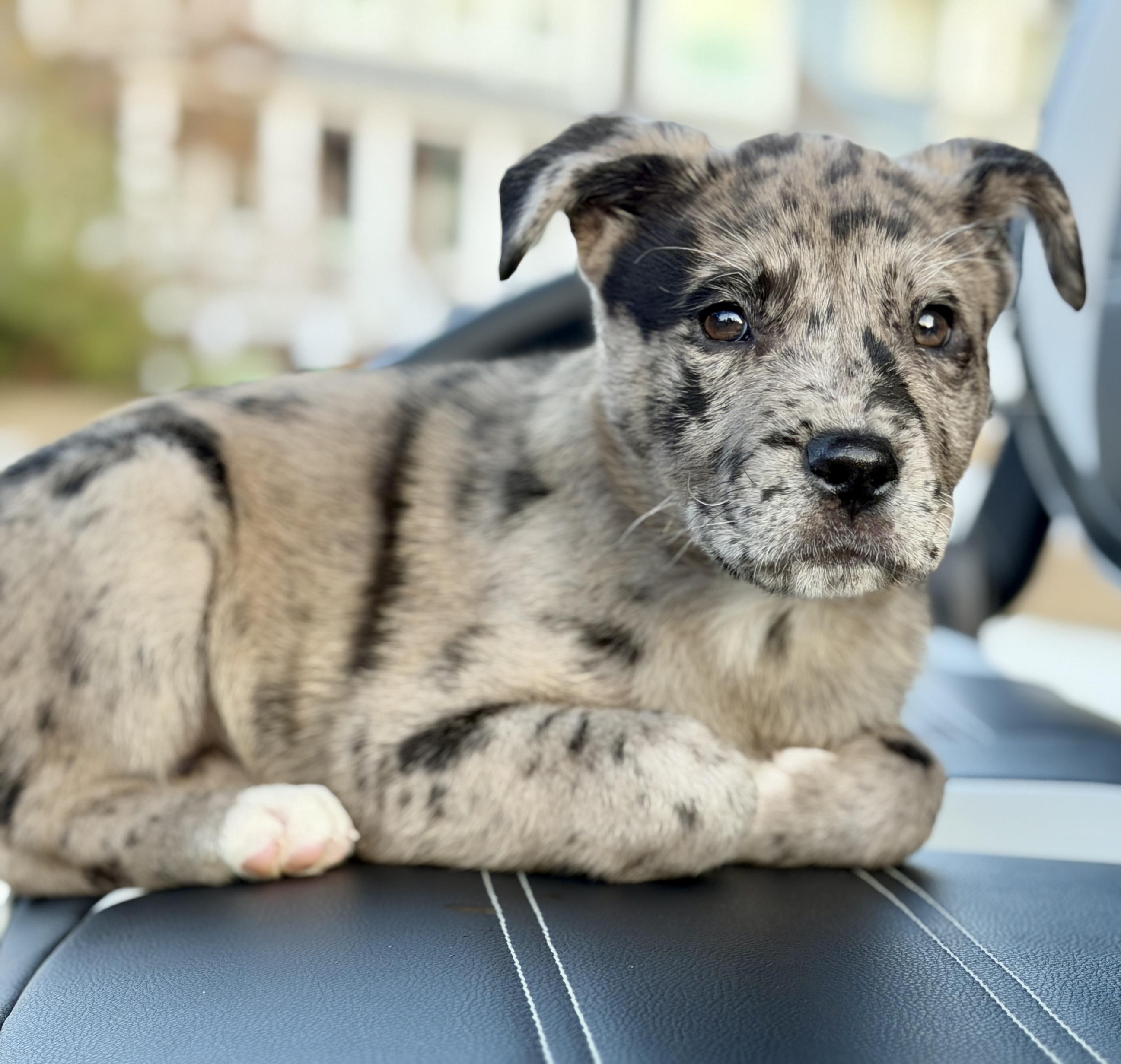 Enlarge Holly, an adopted mixed breed in Mt Pleasant, SC image 1/6