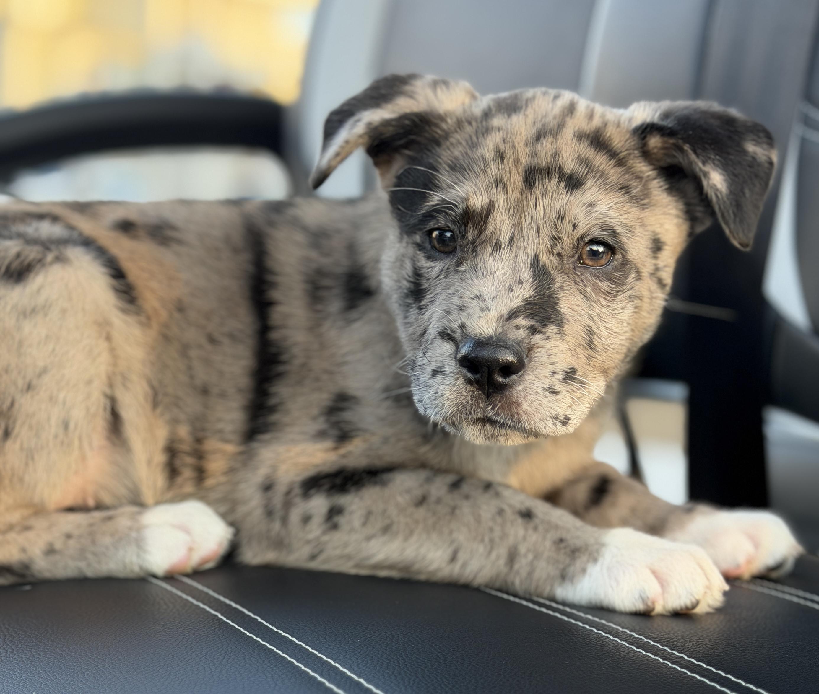 Enlarge Holly, an adopted mixed breed in Mt Pleasant, SC image 3/6