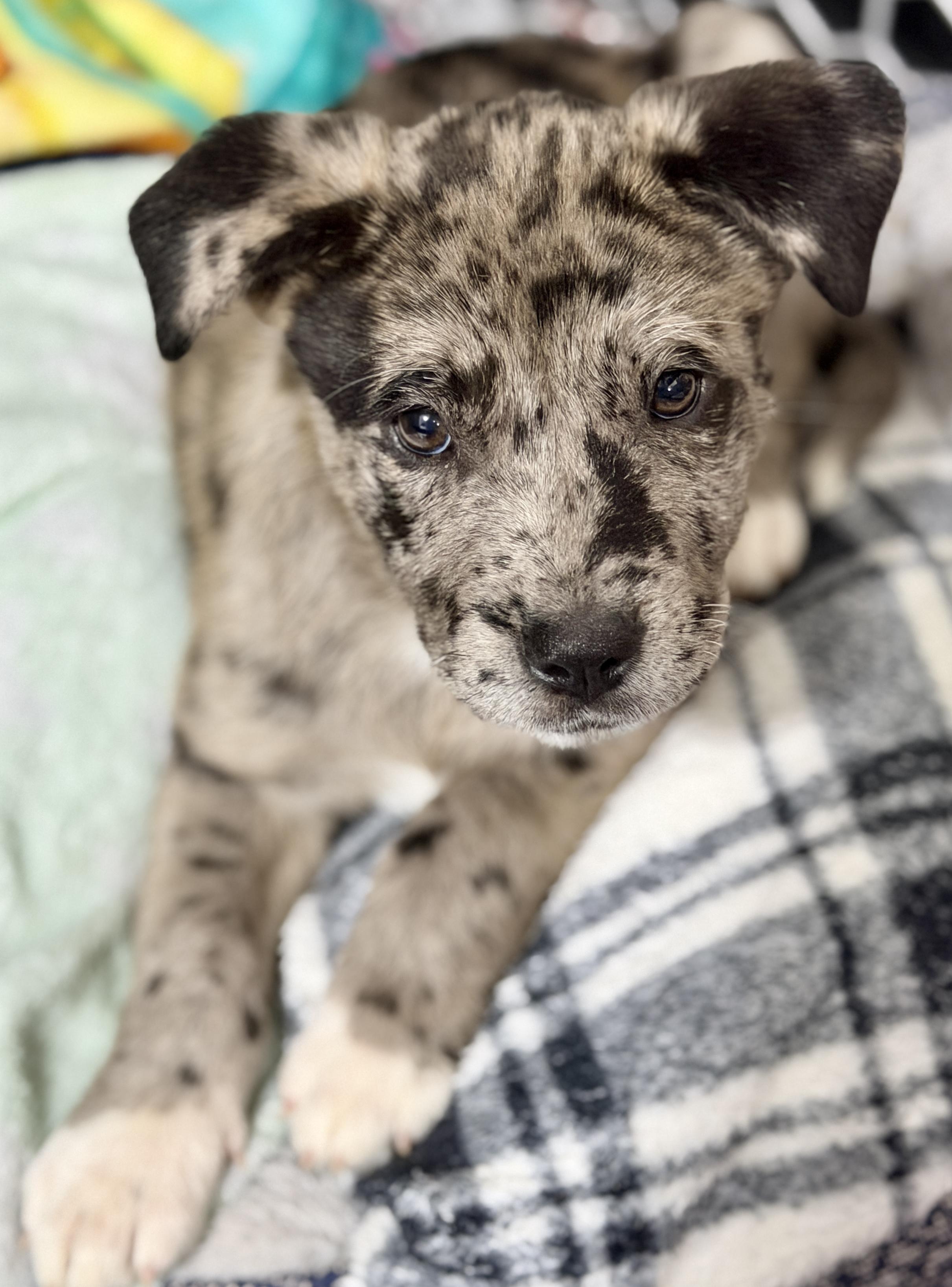 Enlarge Holly, an adopted mixed breed in Mt Pleasant, SC image 4/6